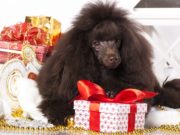 Новогодний рейтинг: необычный подарок для необычной профессии