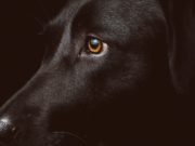 «Электронный нос» может учуять рак