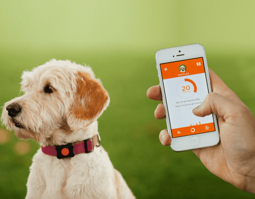 Природа, отдых и забота о братьях наших меньших