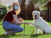 Чипируют в обязательном порядке