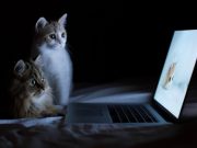 Всемирный день защиты животных