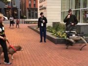 Родной и умный робопес или некая шайтан-машина?