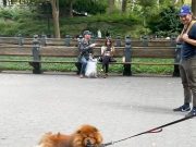 Щеночек, который ленился гулять