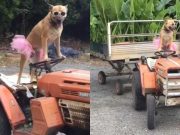 Трактор освоен. Что дальше?