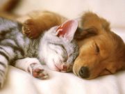 Где, зачем и как чипируют животных?