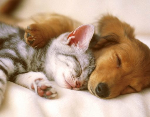 Где, зачем и как чипируют животных?