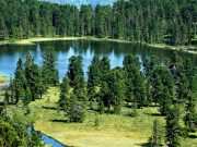 Казахстанские леса сберегут видеокамеры?