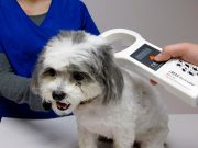 В Алматы перезапустили чипирование домашних животных