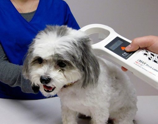 В Алматы перезапустили чипирование домашних животных