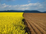 Земли у нас можно купить на онлайн-аукционе