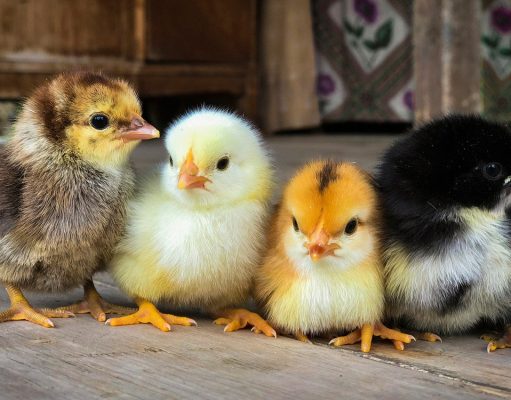 Считаем будущих цыплят по IT-технологии