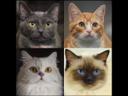 Тренируемся на кошках. Пока