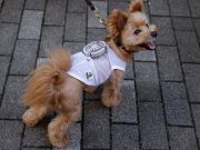 Карлсоном не станет, но от жары спасется…