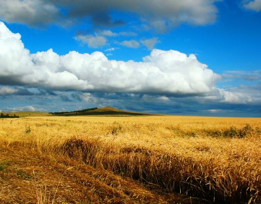 Школьники создали актуальное устройство для аграриев. И получили золото