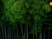 Xiaomi представляет климатическую стратегию для поддержки глобального нулевого выброса парниковых газов