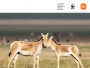 Xiaomi поможет сохранить куланов в Казахстане