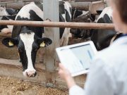 «TortTulik» – информационный хаб для сельчан