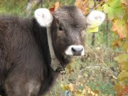 Презентован образовательный проект для фермеров