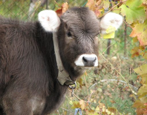 Презентован образовательный проект для фермеров