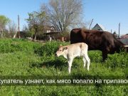 Качество мяса проверим QR-кодом