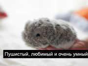 Casio предлагает пушистого робота Moflin в качестве домашнего любимца