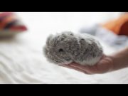 Casio компаниясы Moflin атты үлпілдек роботты сатылымға шығармақ