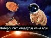 Ғалымдар адам ағзасына тихоходка ДНҚ-сын енгізіп, ғарышқа жол ашпақ