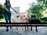 Baidu жануарлар тілін аударатын ЖИ әзірлеуде