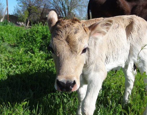 Как специальная смарт-система поможет сельчанам