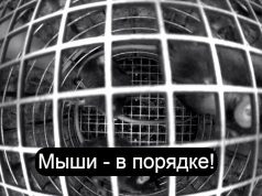 Спутник «Бион-М» №2 продолжает уникальный эксперимент