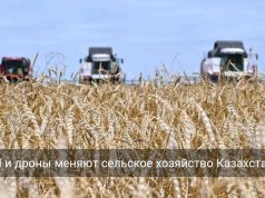 Цифровые технологии и ИИ трансформируют сельское хозяйство Казахстана
