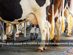 В Акмолинской области фермы доверили доение роботам