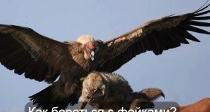 Кто и зачем распространяет фейки? Home