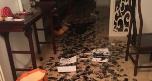 “Срочно! Педофилы усыпляют овчарок наркотическими леденцами!” Home