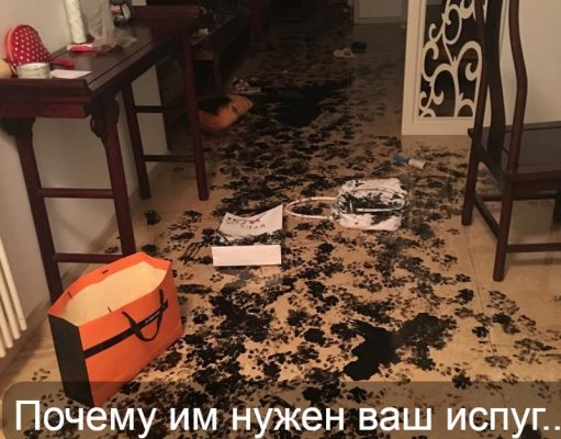 “Срочно! Педофилы усыпляют овчарок наркотическими леденцами!”