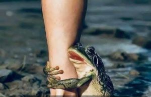 Микки Маус и ChatGPT: Disney заключила сделку с OpenAI на короткие ролики Home