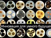 Синапс, созданный из скорлупы, бобов и растительных волокон, имитирует человеческий мозг Home