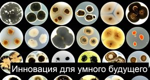 Синапс, созданный из скорлупы, бобов и растительных волокон, имитирует человеческий мозг Home