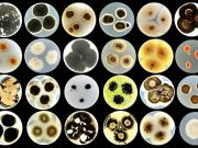 Табиғи материалдан жасалған жасанды синапс адам миының қызметін қайталайды