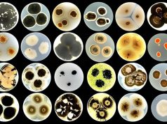 Табиғи материалдан жасалған жасанды синапс адам миының қызметін қайталайды