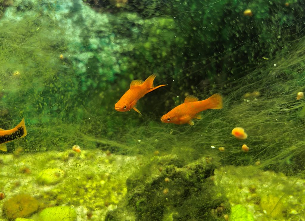 Huawei Mate X7 – утонченная пластичность с серьезным набором камер