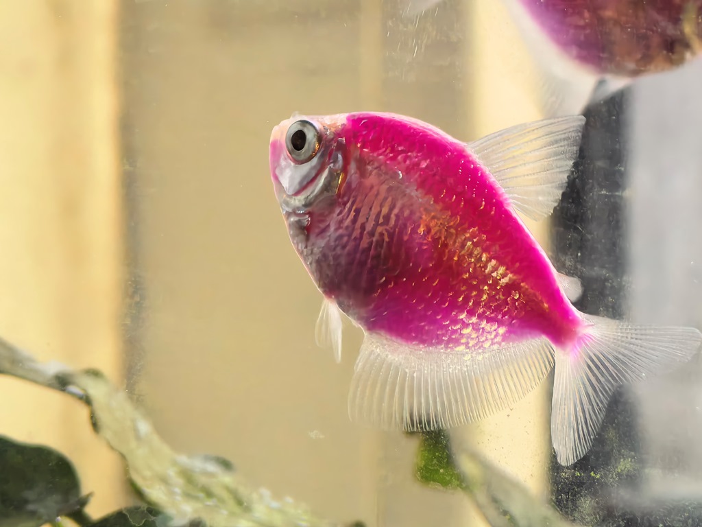 Huawei Mate X7 – утонченная пластичность с серьезным набором камер