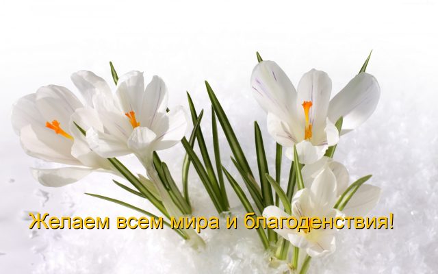 (tapeciarnia_pl)168825_biale_krokusy_wiosna_snieg