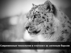 О снежном барсе, современных методах наблюдения и AI – технологиях в изучении животного мира (часть 1)