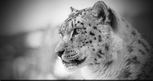 О снежном барсе, современных методах наблюдения и AI – технологиях в изучении животного мира (часть 1) Home