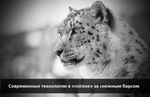 О снежном барсе, современных методах наблюдения и AI – технологиях в изучении животного мира (часть 1) Home