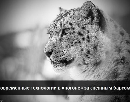 О снежном барсе, современных методах наблюдения и AI – технологиях в изучении животного мира (часть 1)