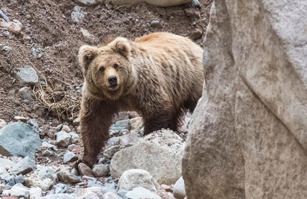 О снежном барсе, современных методах наблюдения и AI – технологиях в изучении животного мира (часть 1)