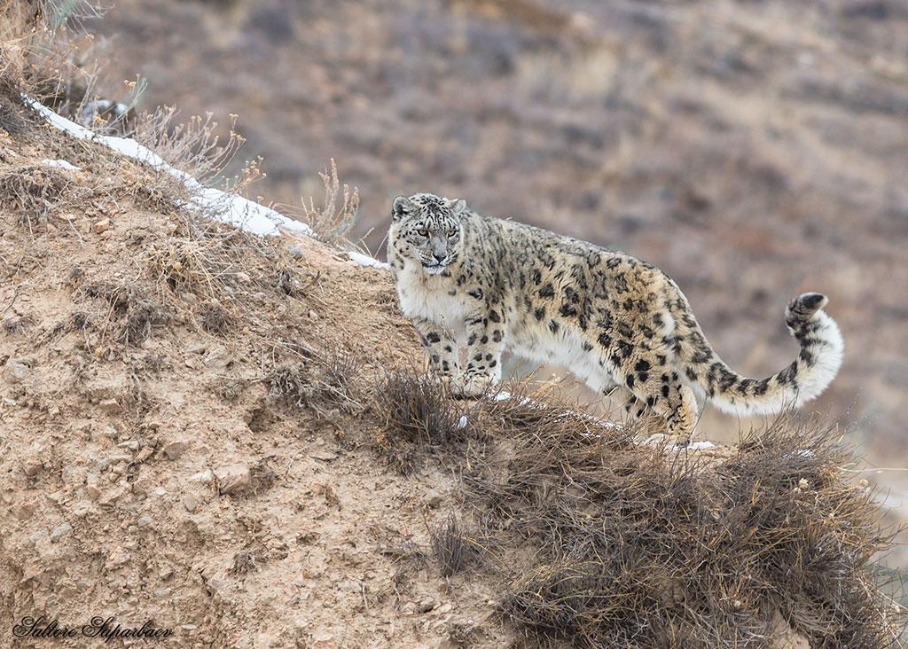 О снежном барсе, современных методах наблюдения и AI – технологиях в изучении животного мира (часть 1)