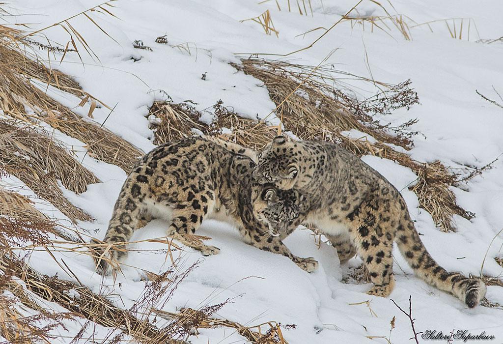 О снежном барсе, современных методах наблюдения и AI – технологиях в изучении животного мира (часть 1)